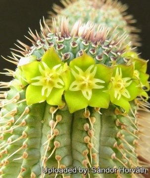 Hoodia flava