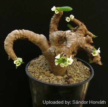 Euphorbia itremensis
