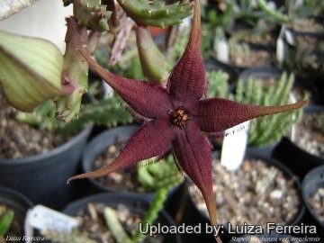 Stapelia schinzii var. angolensis