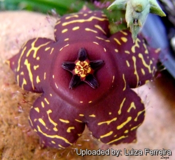 Orbea doldii