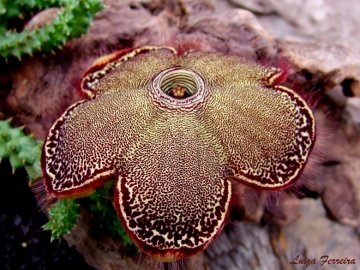 Edithcolea grandis