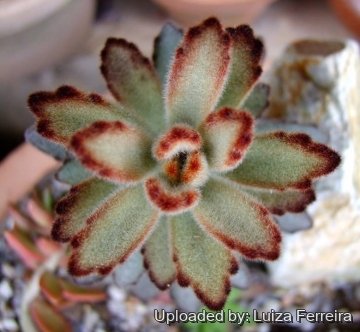 Kalanchoe tomentosa cv. Chocolate Soldier
