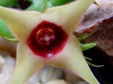 Huernia verekeri subs. angolensis