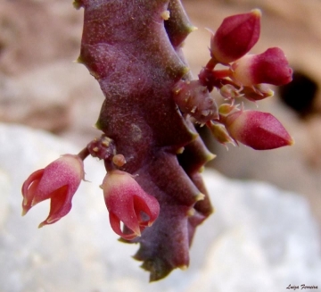 Stapeliopsis saxatilis subs. stayneri