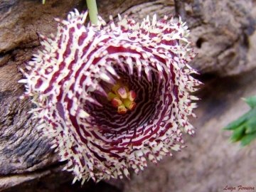 Huernia hystrix