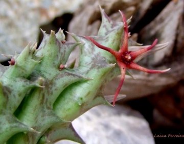 Orbea baldratii