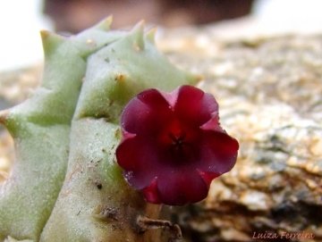 Stapeliopsis pillansii