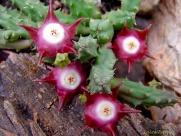 Duvalia pillansii