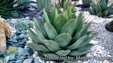 Agave parryi var. huachucensis