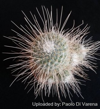 Mammillaria geminispina var. nobilis