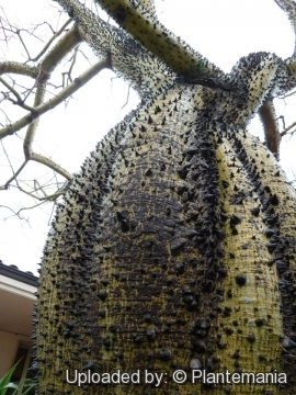 Ceiba insignis