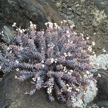 Euphorbia bulbispina