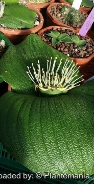 Massonia depressa