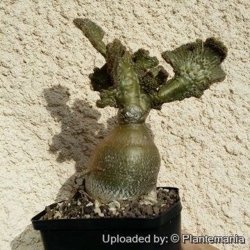 Pachypodium succulentum f. cristatum