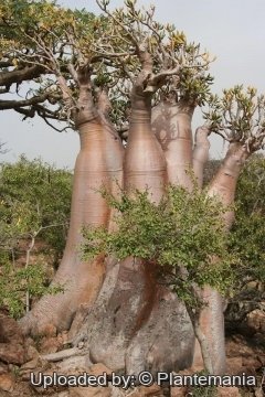 Adenium obesum subs. socotranum