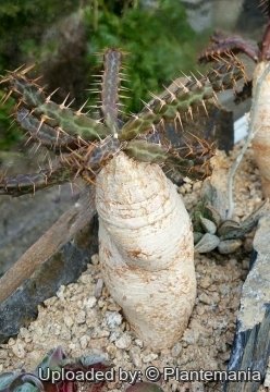 Euphorbia micracantha