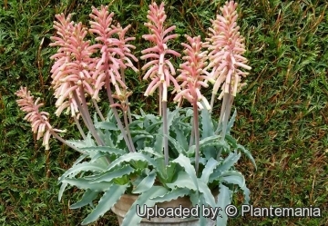 Veltheimia capensis