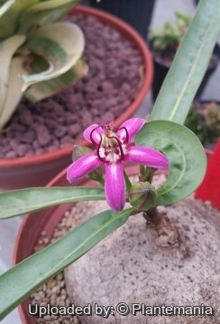 Raphionacme splendens subs. bingeri