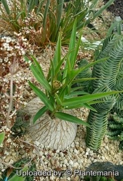 Euphorbia trichadenia