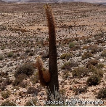 Pachypodium namaquanum