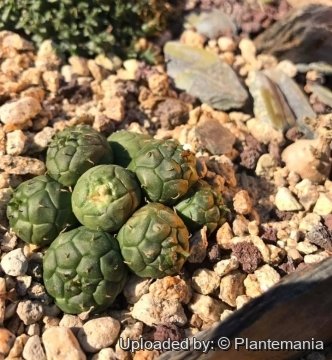 Euphorbia globosa