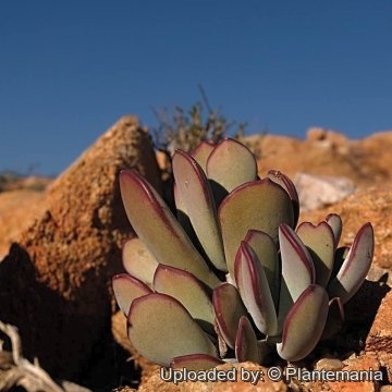 Cotyledon orbiculata