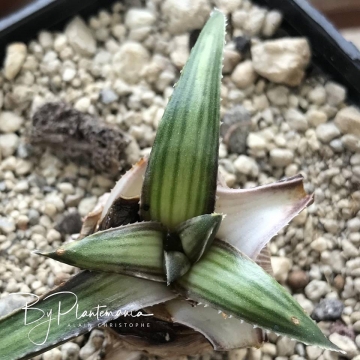 Aloe richardsiae