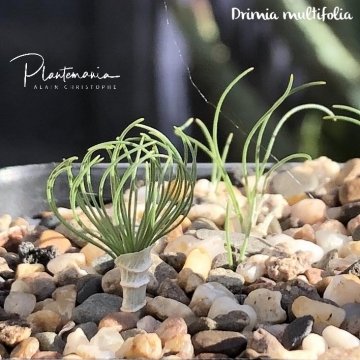 Drimia multifolia