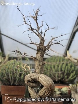 Operculicarya decaryi