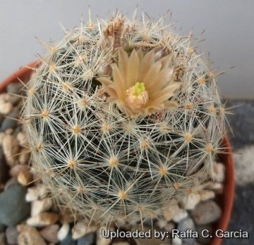 Escobaria dasyacantha
