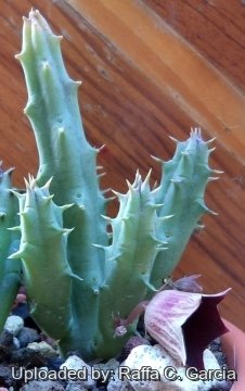 Huernia keniensis