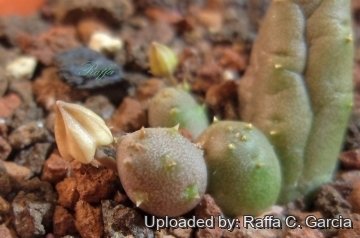 Duvalia parviflora