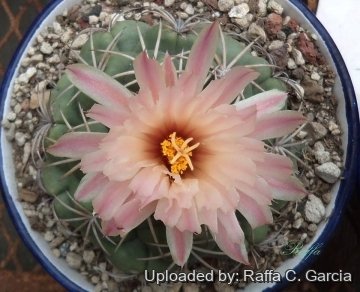 Coryphantha elephantidens