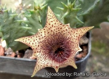 Huernia barbata