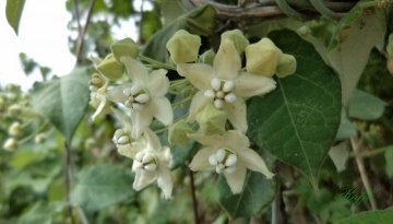Funastrum clausum