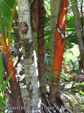 Areca vestiaria