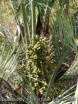 Butia capitata