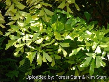 Caryota mitis
