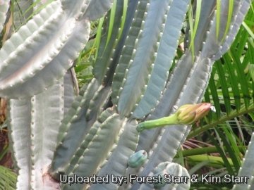 Cereus hildmannianus