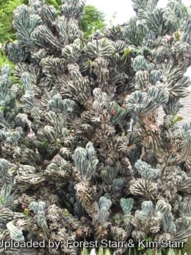 Cereus hildmannianus f. cristata monstruosa