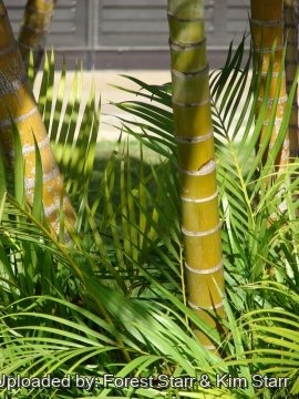 Dypsis lutescens