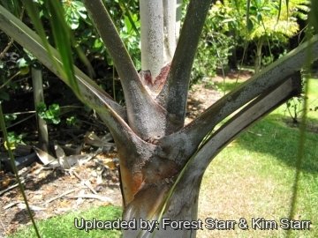 Dypsis ambositrae