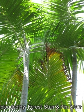 Dypsis cabadae