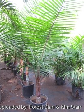Dypsis leptocheilos
