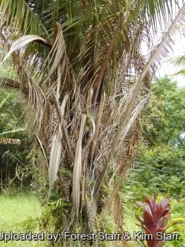 Elaeis guineensis