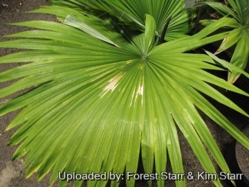Kerriodoxa elegans