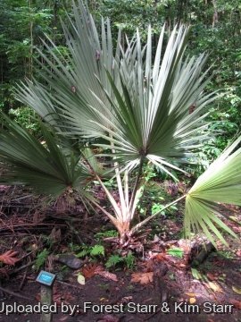 Latania loddigesii