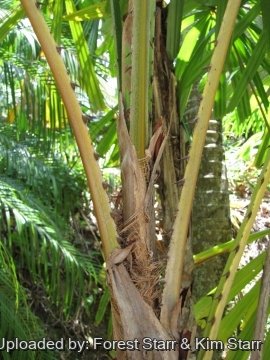 Licuala spinosa