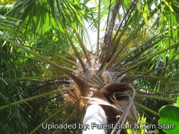 Saribus rotundifolius