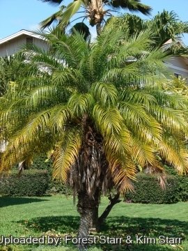 Phoenix roebelenii